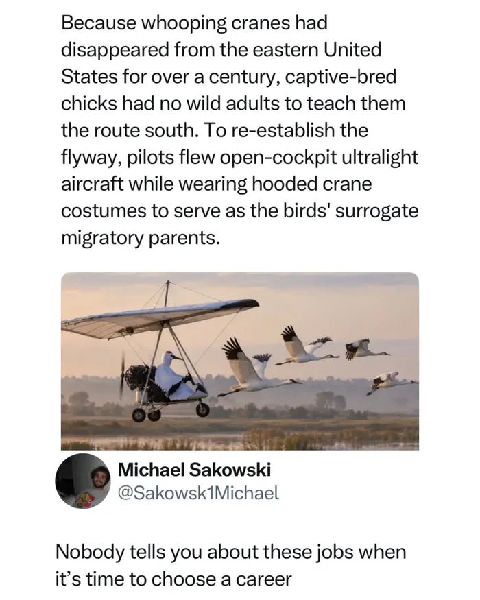 The Unusual Career of Teaching Whooping Cranes to Migrate - Interesting on Aviaclip