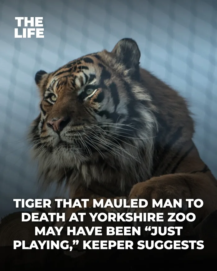 Keeper Suggests Tiger That Mauled Man at Yorkshire Zoo May Have Been 'Just Playing' - WTF on Aviaclip