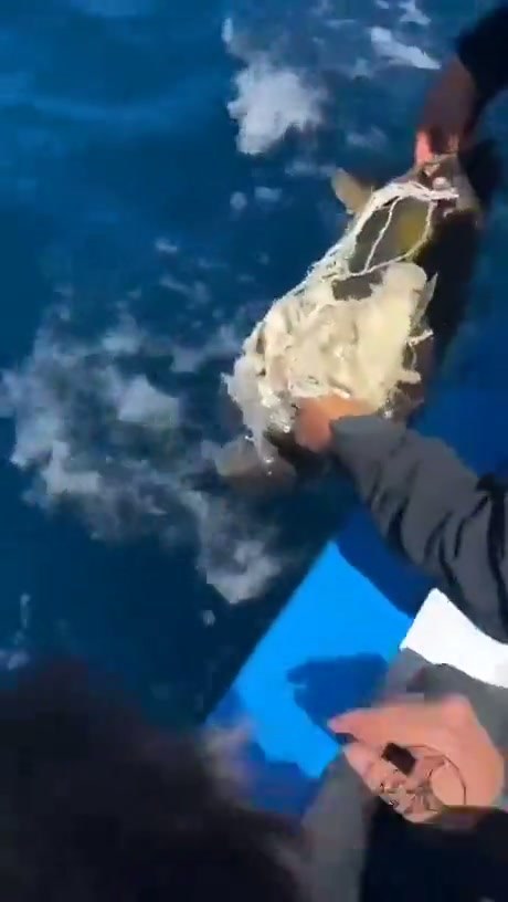 Boaters Rescue Sea Turtle Entangled in Plastic Debris