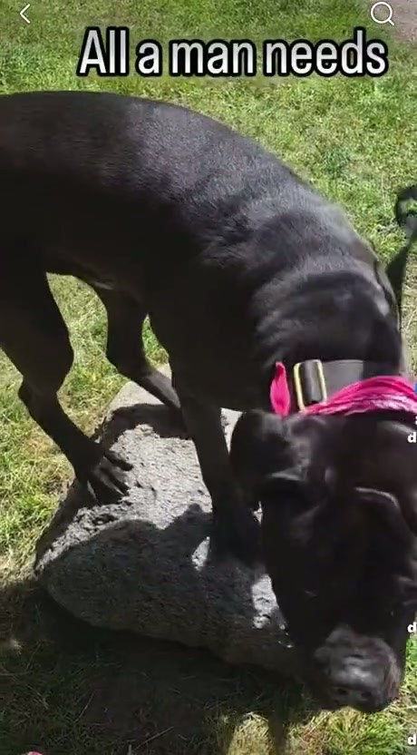 A Humorous Comparison of Dog and Human Daily Routines
