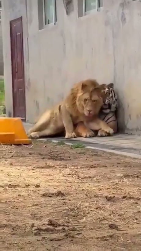 Lion and Tiger Share an Awkward Moment