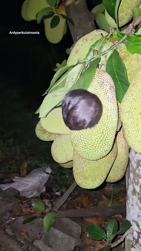 Small Animal Found Nestled Inside a Jackfruit