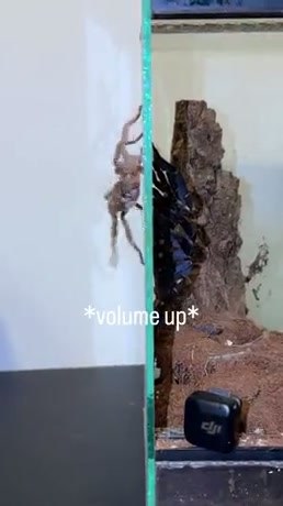 Two Spiders Communicate Through Glass