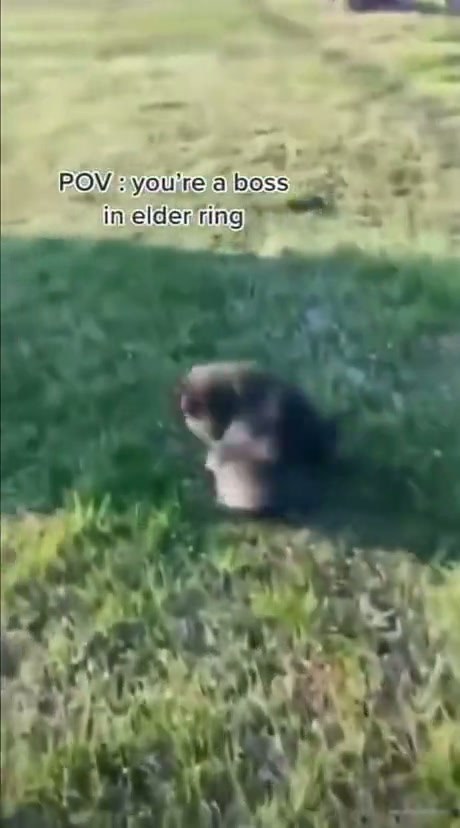 Raccoon Mimics Boss Fight Mechanics