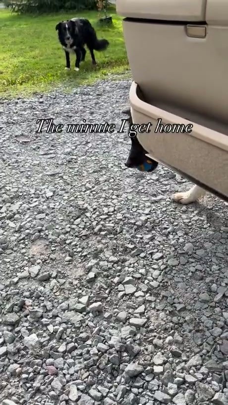 This Dog Has a Very Specific Way of Greeting Its Owner