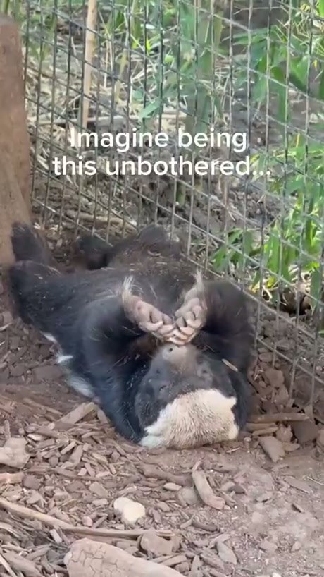 A Honey Badger's Ultimate State of Relaxation