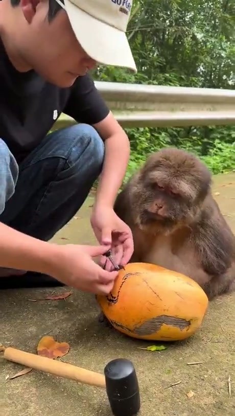 A Very Patient Monkey Watches a Coconut Being Opened