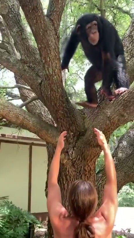 A Close Encounter With a Chimpanzee in a Tree
