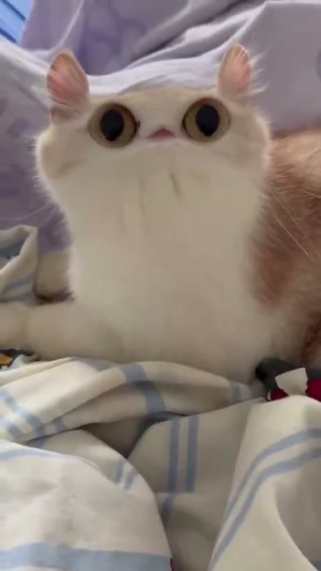 A Surreal and Highly Edited Cat Video Montage