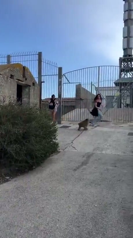 Tourist Has Tense Encounter With Barbary Macaque