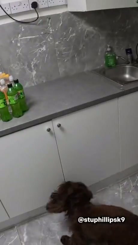 Police Dog Uncovers Hidden Stash in Kitchen Cabinet