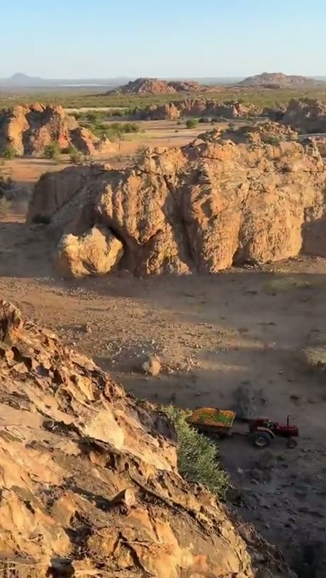 Large Herd of Elephants Gathers for Fruit Feeding