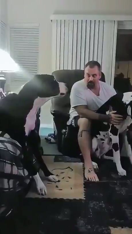 A Compilation of Pets Displaying Jealous Behavior
