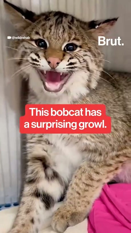 This Bobcat Has a Surprisingly Deep Growl