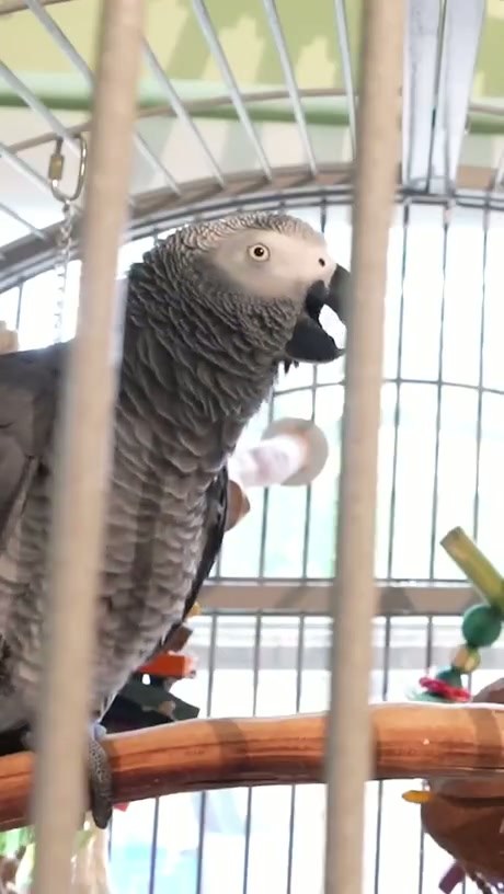 Talking African Grey Parrot Mimics Human Phrases