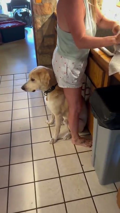 This Clingy Dog Refuses to Leave Its Owner's Side