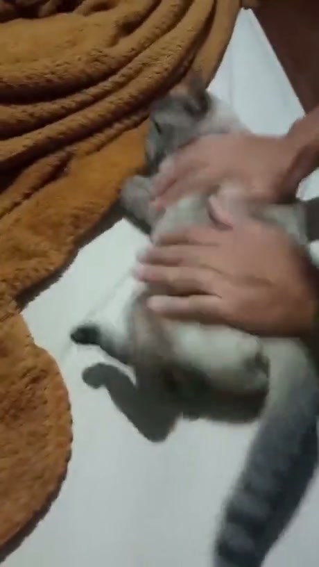 Cat Enjoys Being Kneaded Like Dough