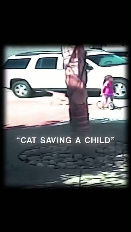 Surveillance Footage Captures Cat Intervening During Child's Bicycle Accident