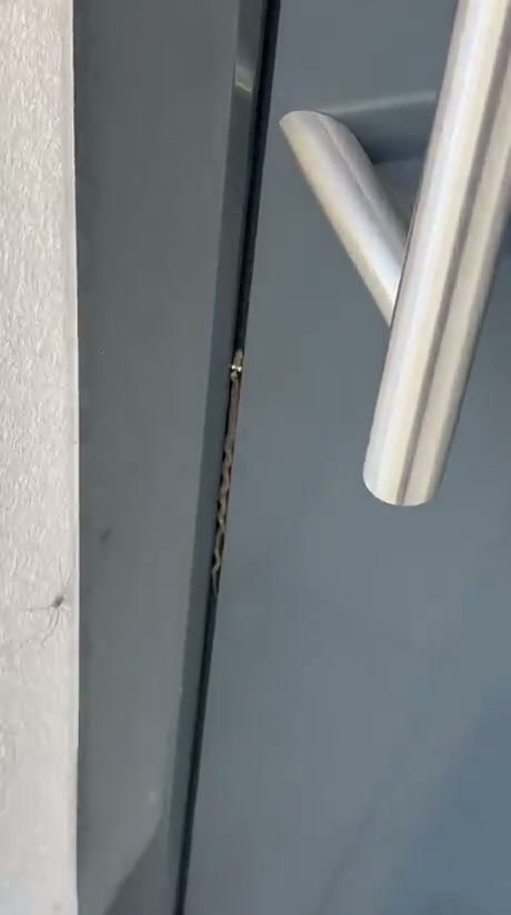 A Grass Snake Found Hanging Out in Germany