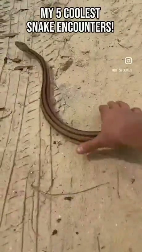 A Closer Look at Various Snake Encounters