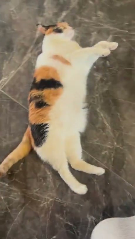 Calico Cat Performs a Dramatic Floor Flop