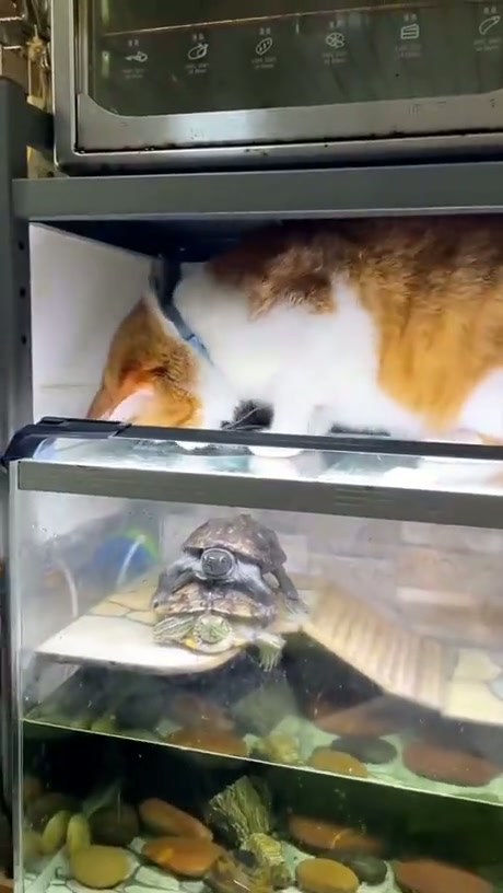 Cat Interrupts Turtles in Their Tank