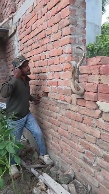 Man Carefully Relocates Two Cobras Found in a Brick Wall
