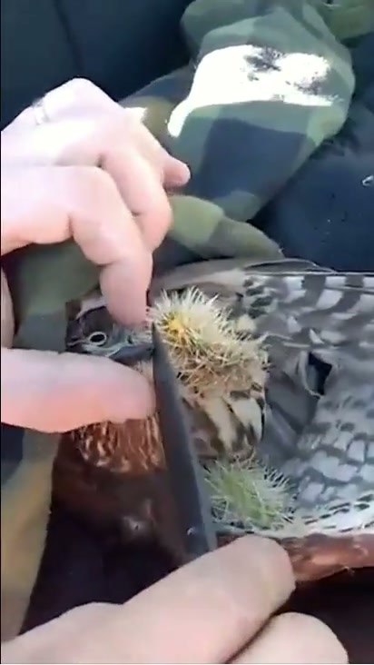 A Helping Hand for a Hawk Stuck in a Cactus