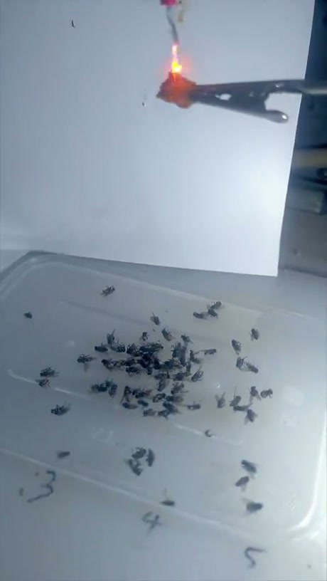 A Simple Homemade Fly Trap