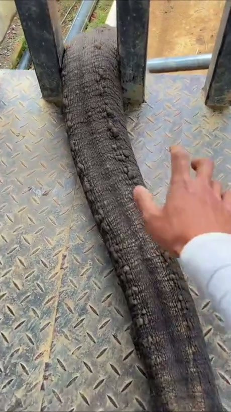 Elephant Trunk Reaches Through Enclosure for a Snack
