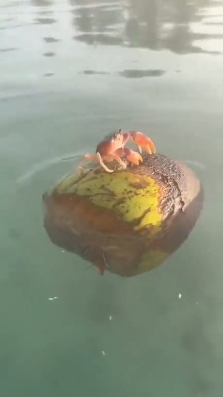 A Small Crab Takes a Relaxing Ride on a Floating Coconut