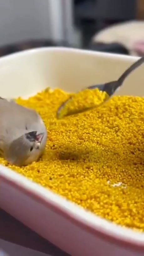Hungry Little Bird Enthusiastically Eats From a Spoon