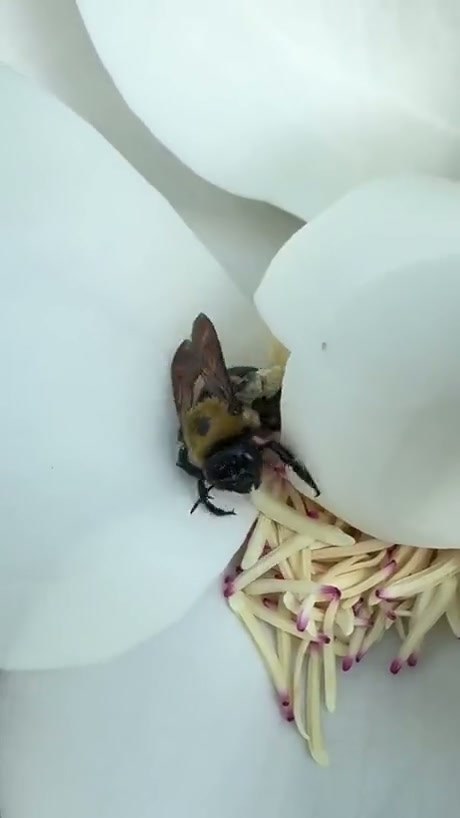 Bee Discovers a Massive Stash of Pollen Inside a Flower