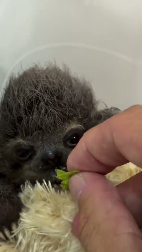 Tiny Baby Sloth Enjoys a Leafy Snack