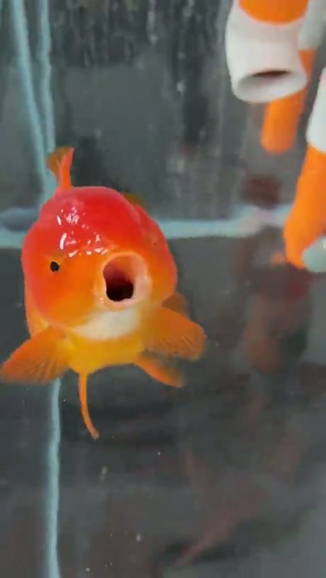 Goldfish Patiently Waits for a Snack from a Tiny Spoon