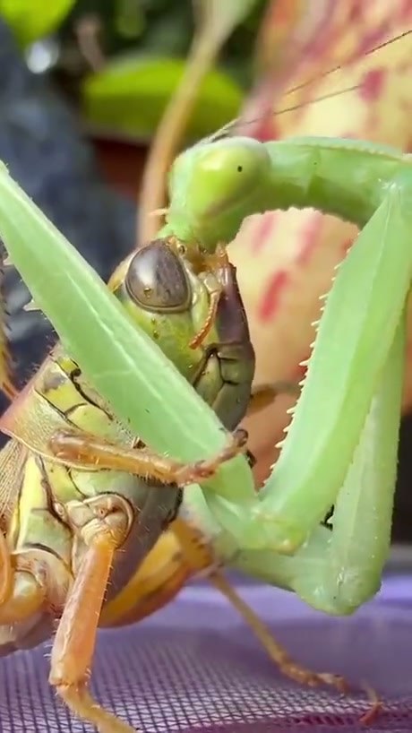 A Praying Mantis Consumes Its Prey