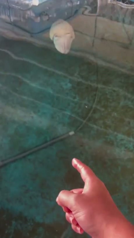 A Curious Cuttlefish Investigates a Water Hose