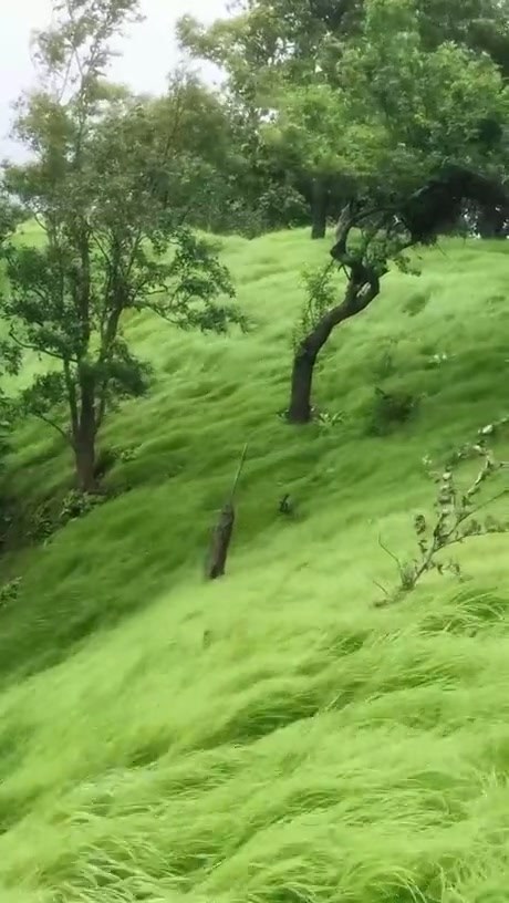 Mesmerizing Waves of Grass Swaying in the Wind