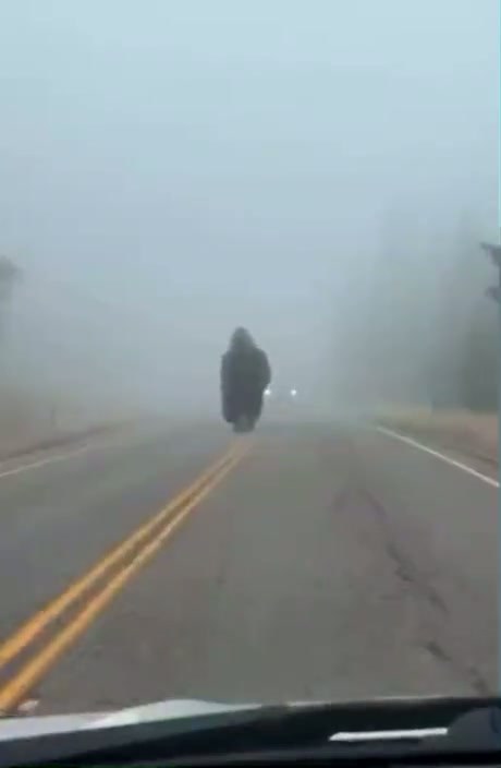 A Bison Emerges From the Fog During a Roadside Encounter