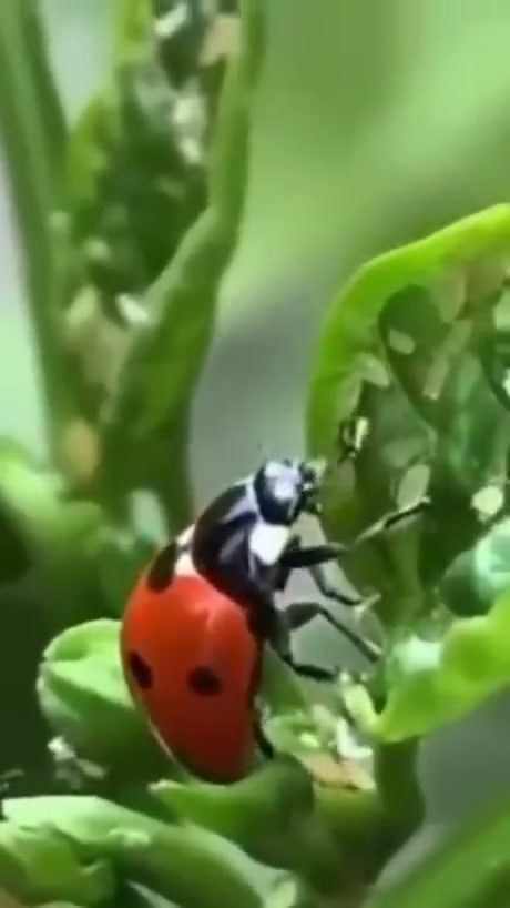 Nature's Pest Control: A Ladybird Hunting Aphids