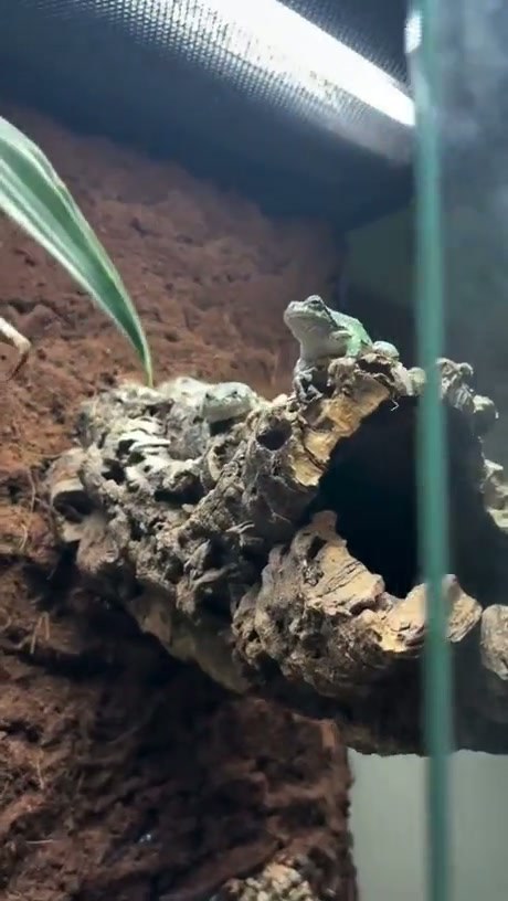 When you spray a tree frog with water. - Video