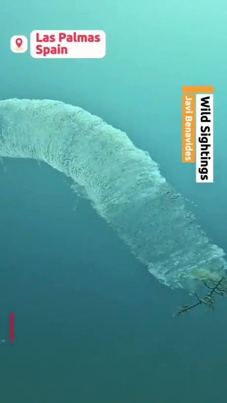 A Rare Encounter With a Giant Pyrosome in the Ocean