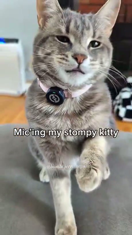 Meet Mr. Stompy: The Cat With a Heavy Step