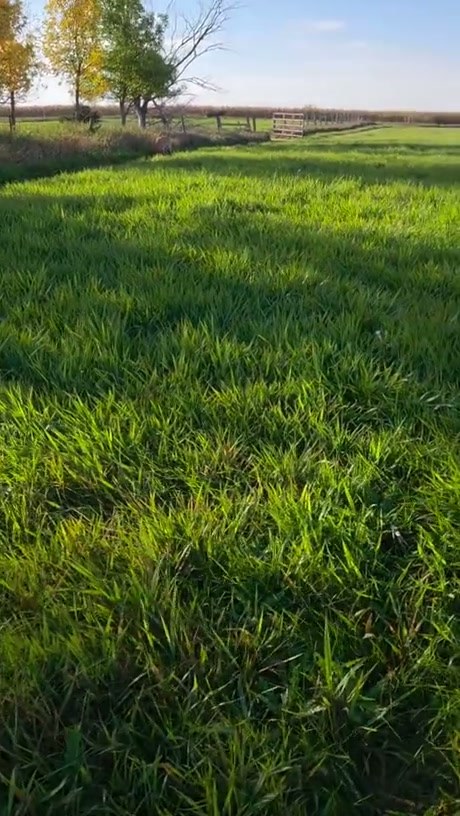 A Field Full of Kittens Running Toward the Camera