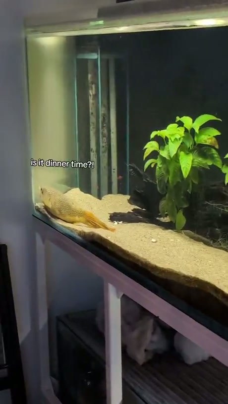 Better not put your finger in there - Video