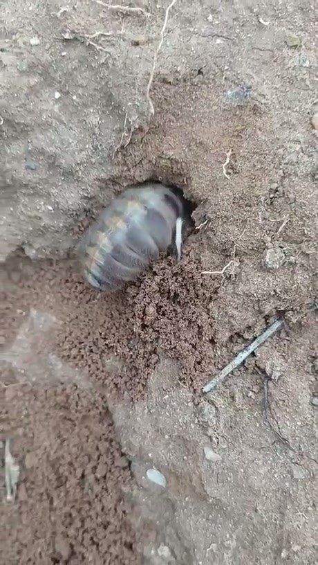 Solifugid Emerges from Burrow to Encounter an Ant