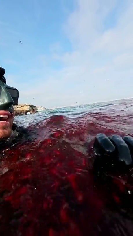 Diver Swims Through Massive Swarm of Red Crabs