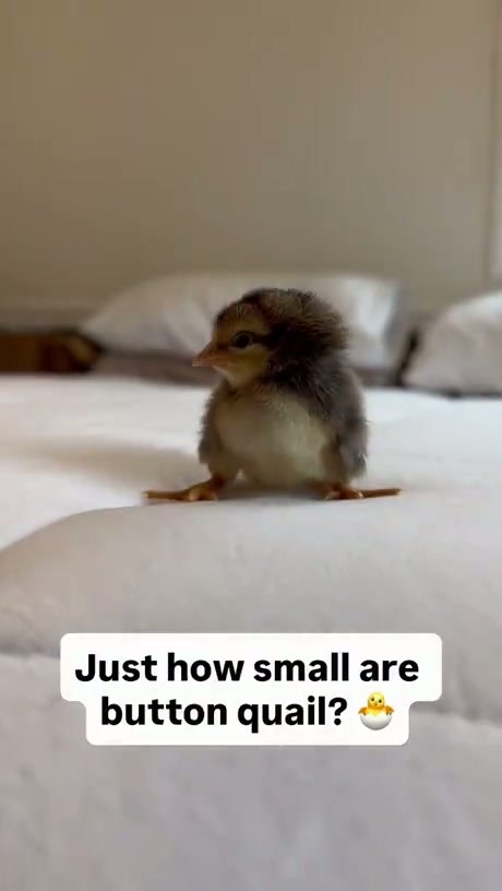Tiny Quail Chicks Compared to Everyday Objects
