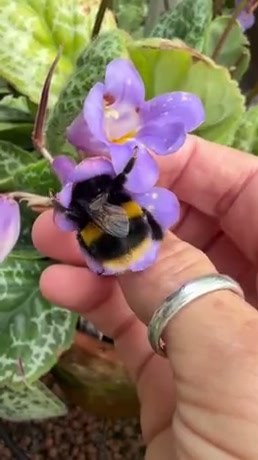 A Close-Up Look at a Fuzzy Bumblebee on a Purple Flower