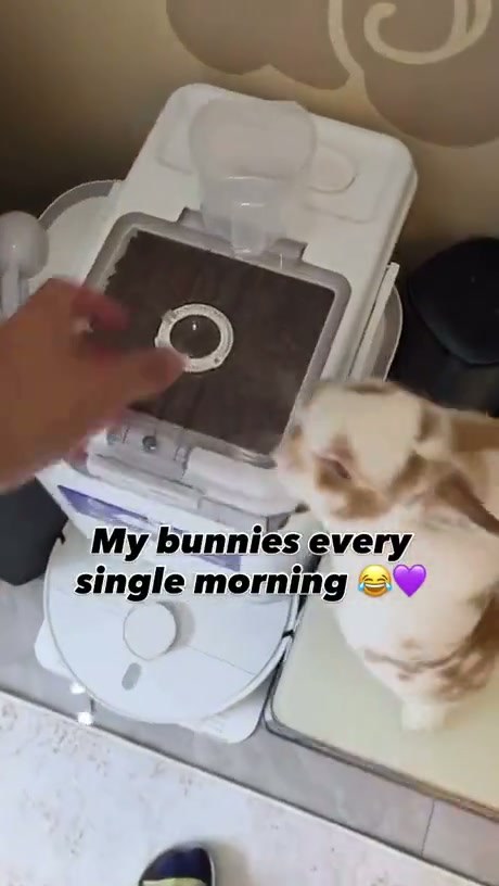 Bunny Eagerly Awaits Morning Feeding Time